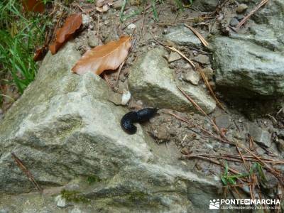 Parque Natural Sierra de Cebollera (Los Cameros) - Acebal Garagüeta;rutas de senderismo en la sierr